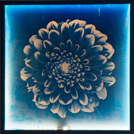 Dahlia 2 - Glass Cyanotype