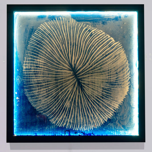 Mushroom Coral - Glass Cyanotype