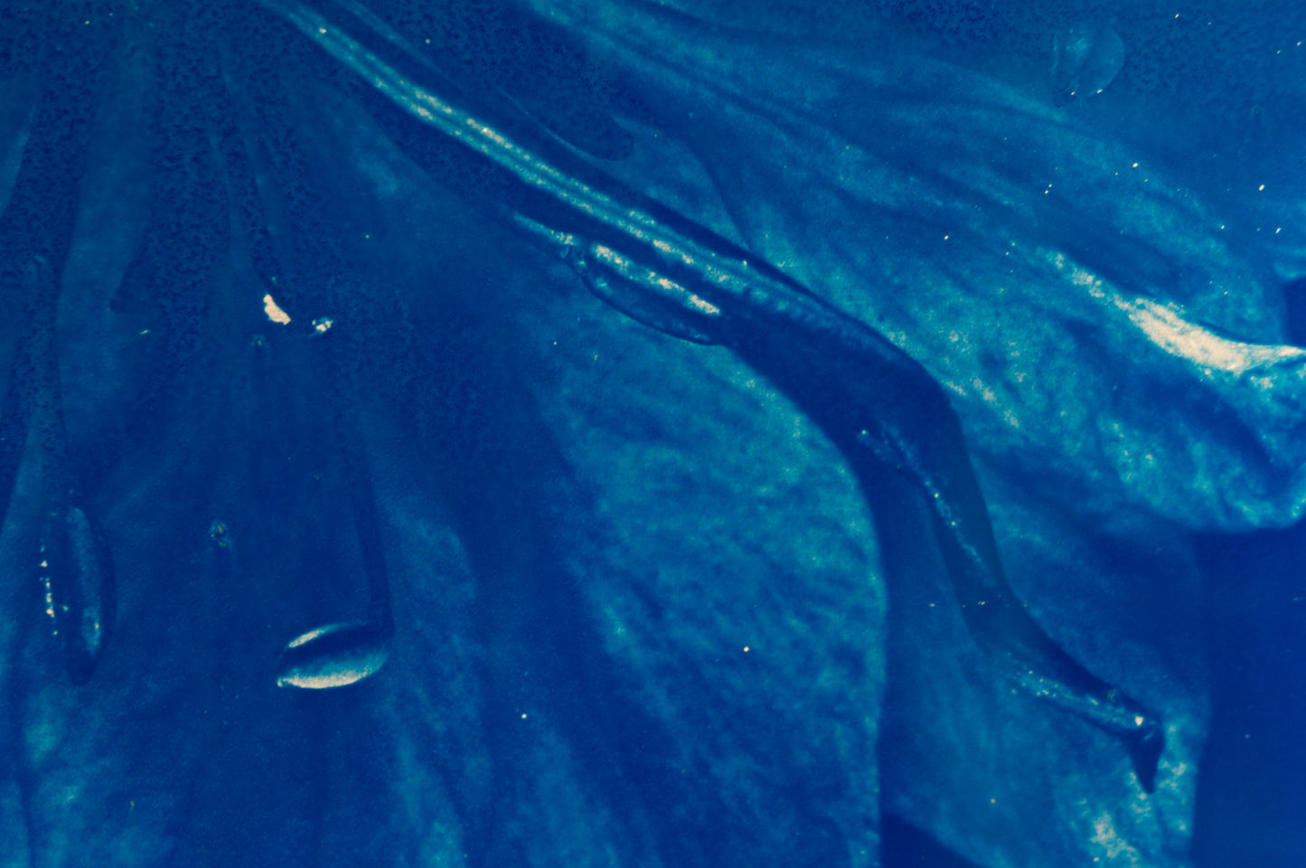 21 Petals - Cyanotype on Glass