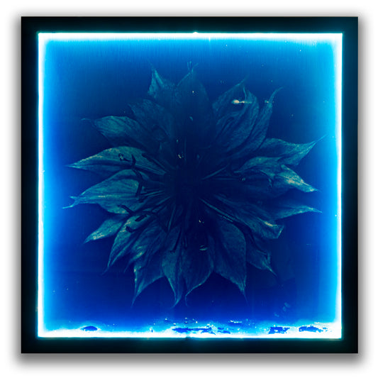 21 Petals - Cyanotype on Glass