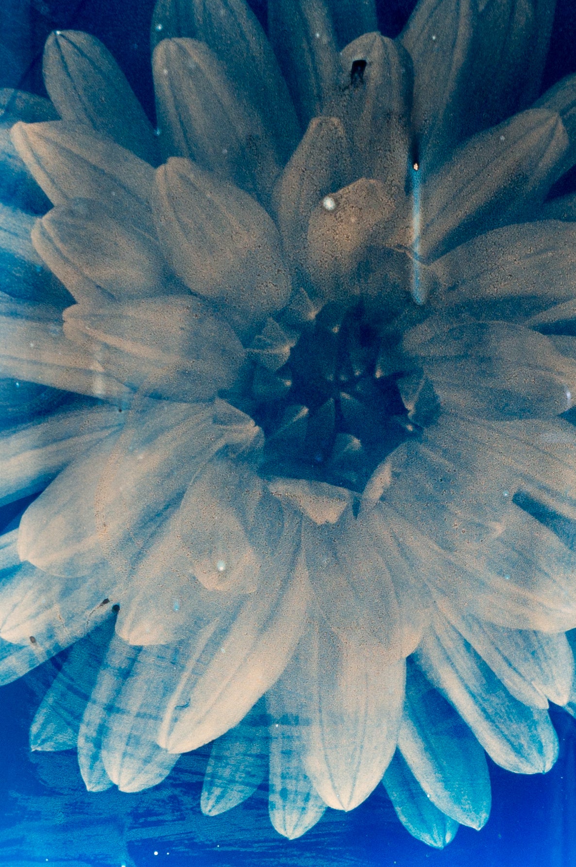 Dahlia 3 - Glass Cyanotype