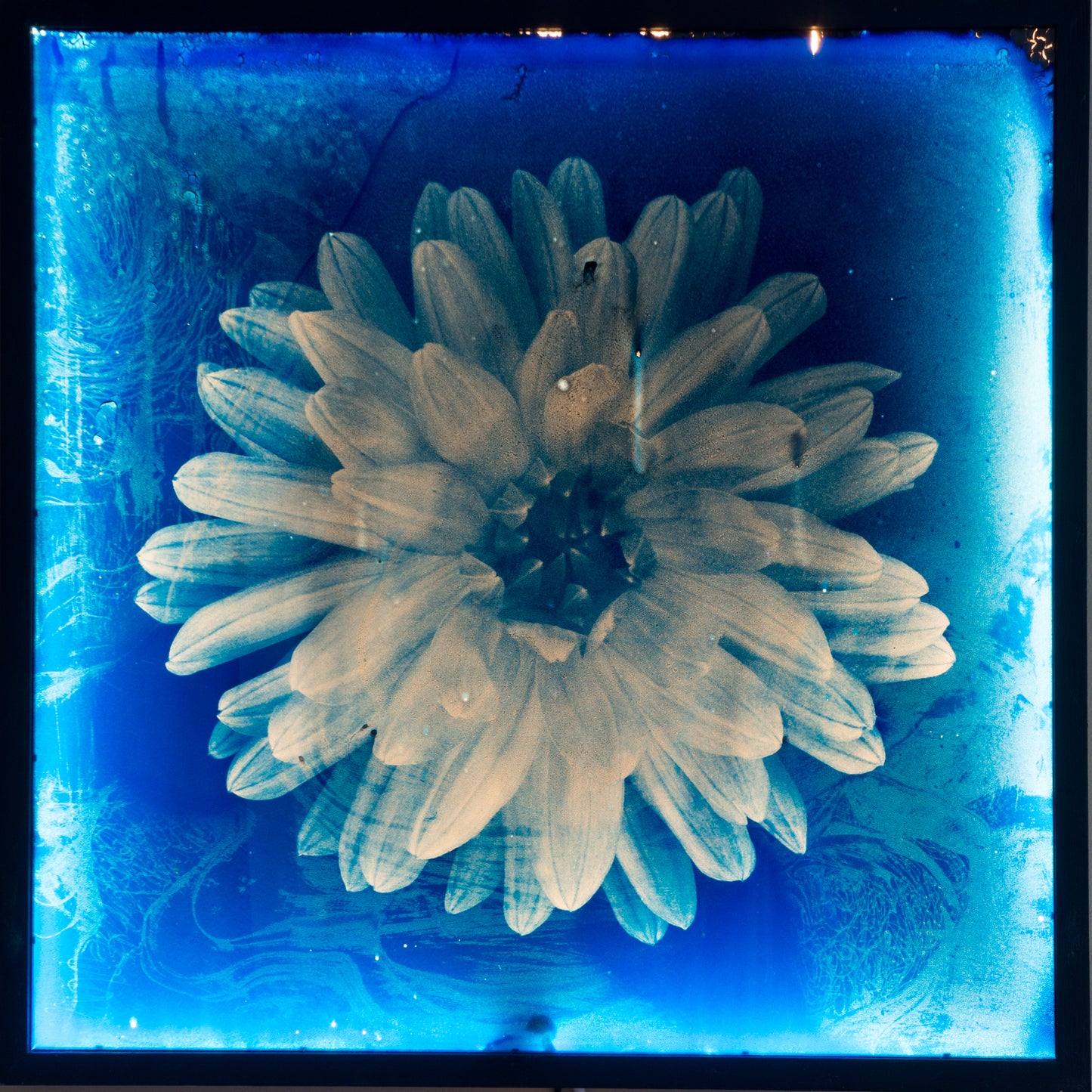 Dahlia 3 - Glass Cyanotype