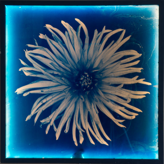 Dahlia 1 - Glass Cyanotype