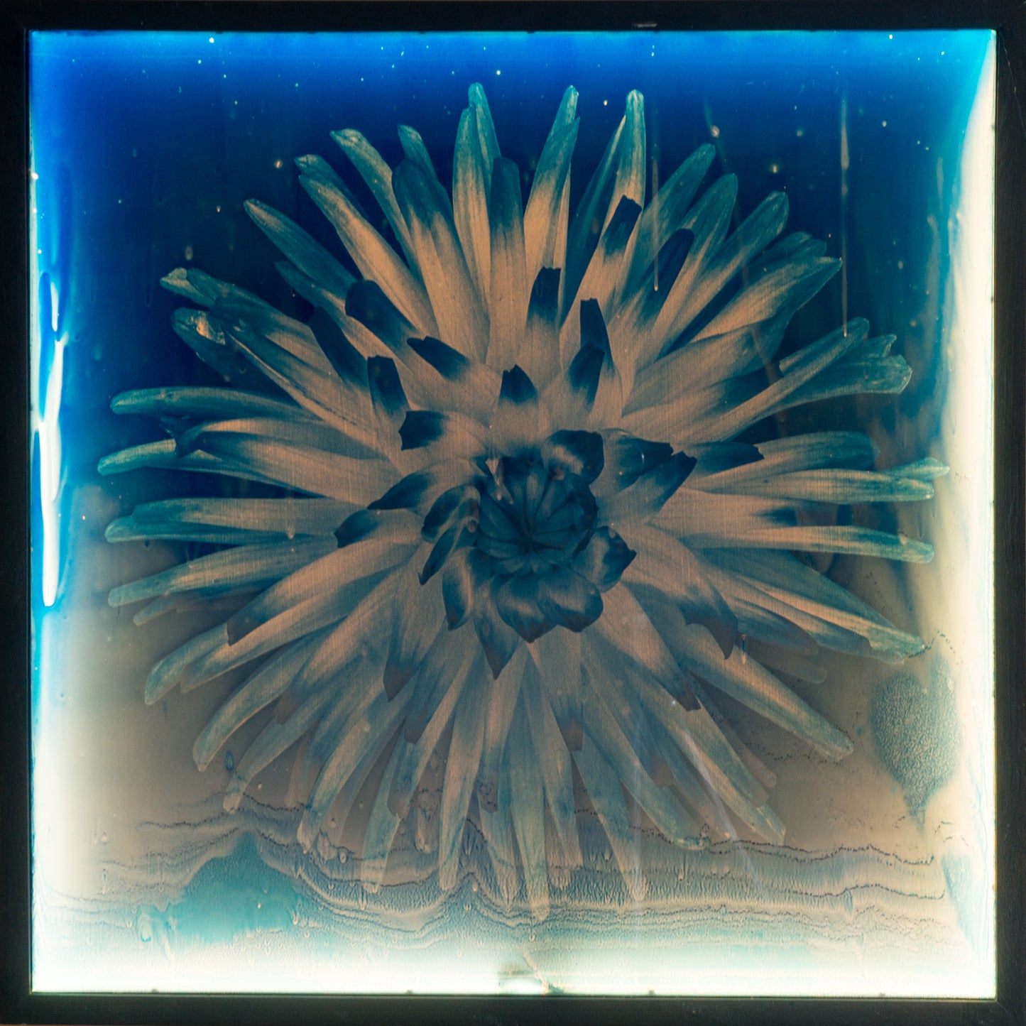 Dahlia 4 - Glass Cyanotype